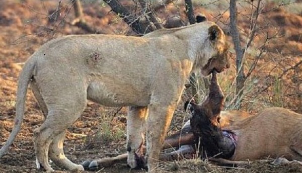 讓人震懾的母性！獅子咬開羚羊肚子發現小寶寶以後...